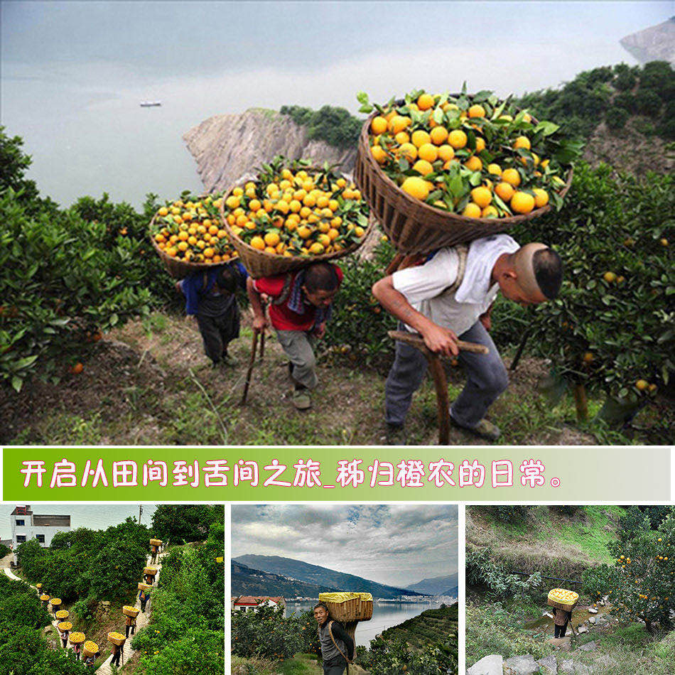 东呈爱心助农 以“积分+现金”助力秭归脐橙外销、回馈3500万会员