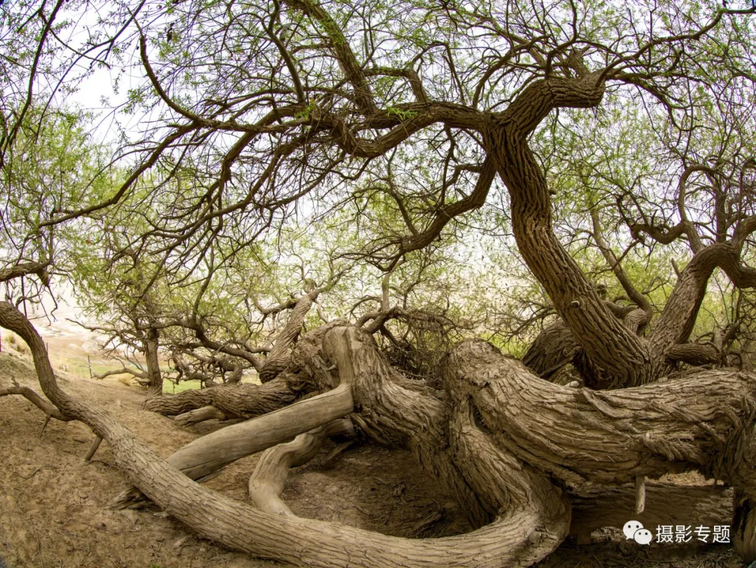 和田奇景——九头柳
