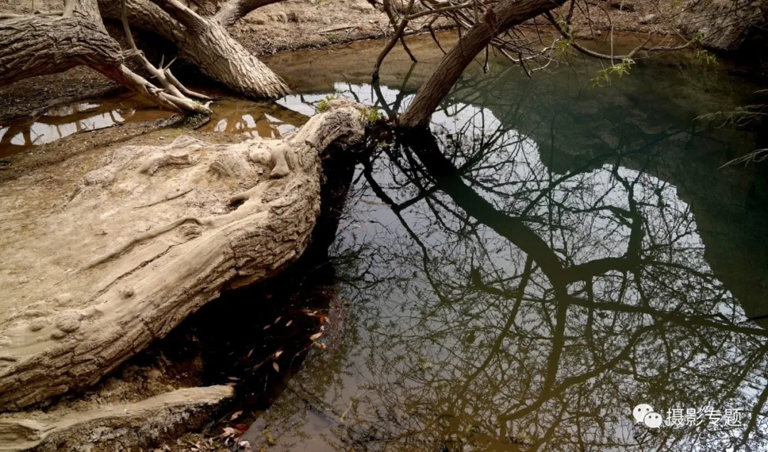 和田奇景——九头柳
