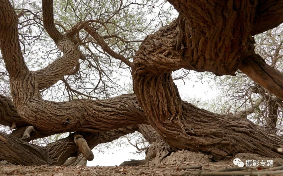 和田奇景——九头柳