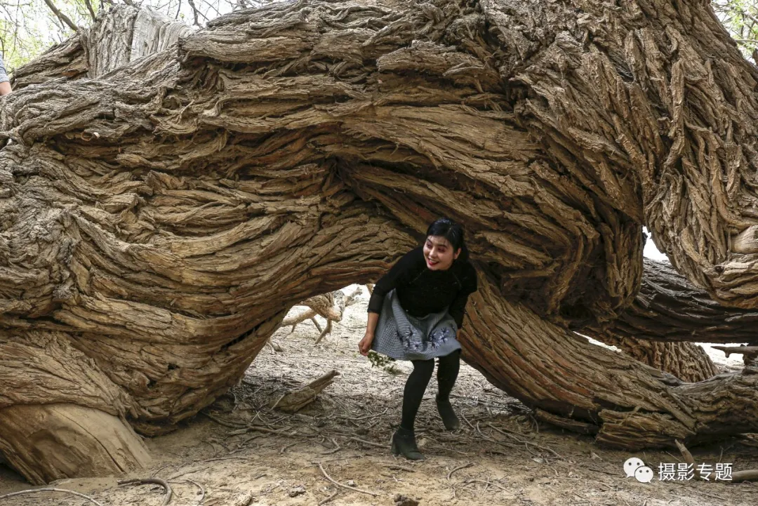 和田奇景——九头柳