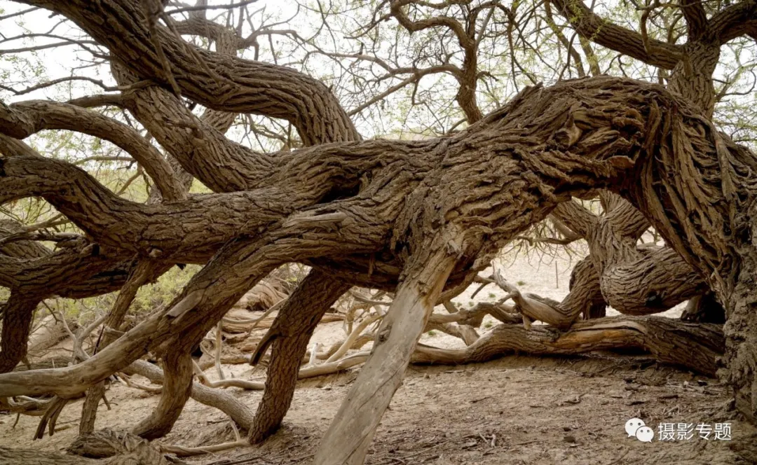 和田奇景——九头柳