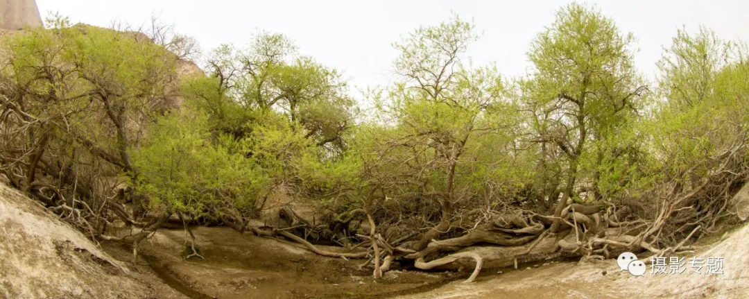 和田奇景——九头柳