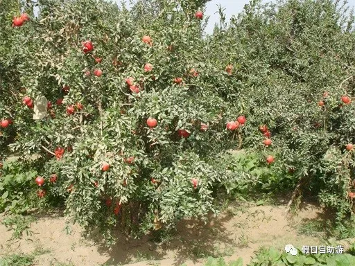 请收好这份来自新疆和田的自驾旅游攻略