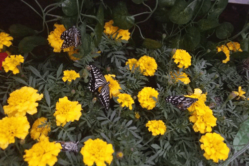 元旦出游必备！拿着这份超详细的自驾峨边线路