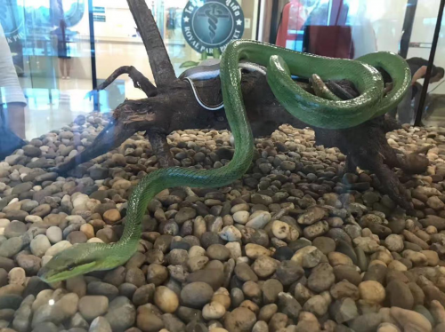 红蚁旅游怎么样 红蚁旅游泰国6天5晚体验