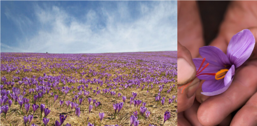 奢享THALISSI与Alissi Bronte皇室臻宠，解锁西班牙式高端护肤体验