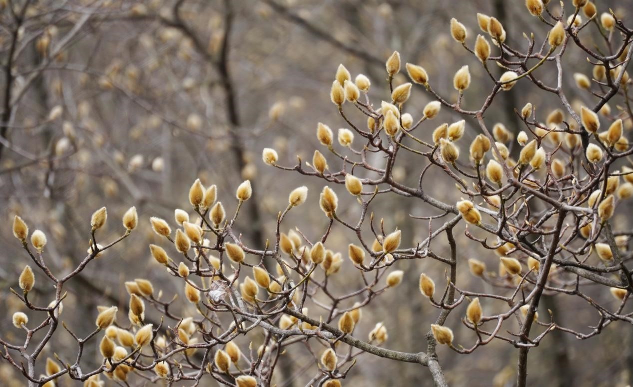 绵阳九皇山花溪景正式开园!花样活动异彩纷呈,静待辛夷花开!