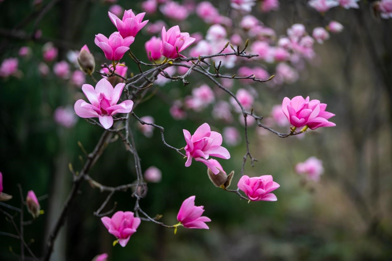绵阳九皇山花溪景正式开园!花样活动异彩纷呈,静待辛夷花开!